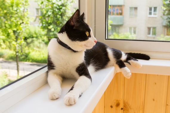 Половина московских арендодателей не хотят сдавать квартиру жильцам с домашними животными