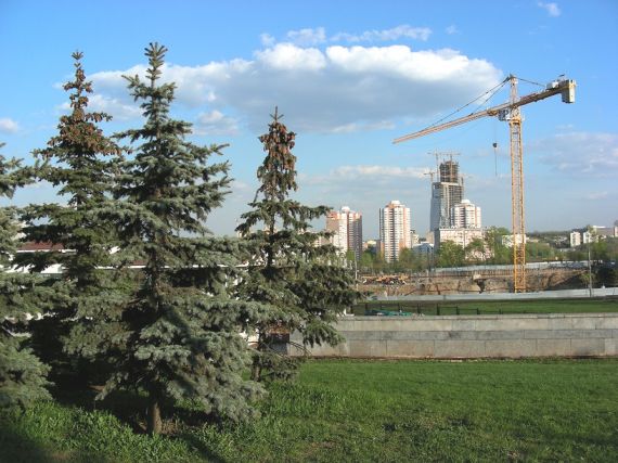 За каждое вырубленное дерево застройщиков заставят посадить три